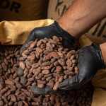 Cocoa Market Research