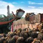 Palmöl-Marktforschung