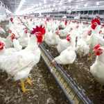 Poultry Market Research