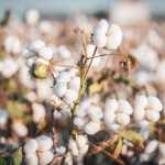 Cotton Market Research
